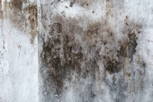 Best Mold Odor Removal Services  in Grand Saline, TX