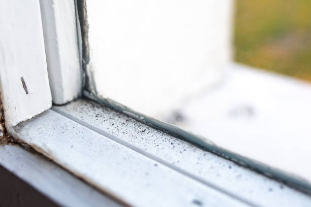 Best Environmental Consulting for Mold Prevention  in Grand Saline, TX