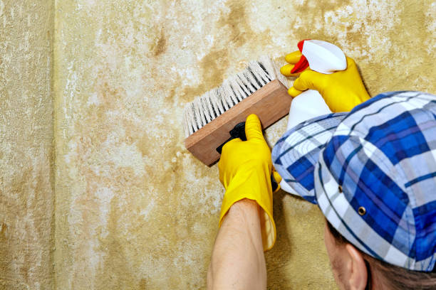 Best Mold Removal for HVAC Installations  in Grand Saline, TX