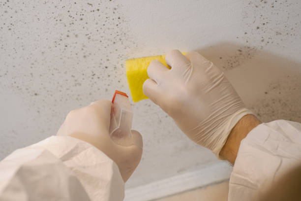 Best Industrial Mold Remediation  in Grand Saline, TX