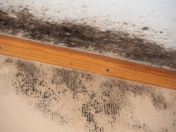Dehumidification Services in Grand Saline, TX