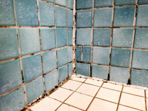 Mold Documentation for Insurance Claims in Grand Saline, TX